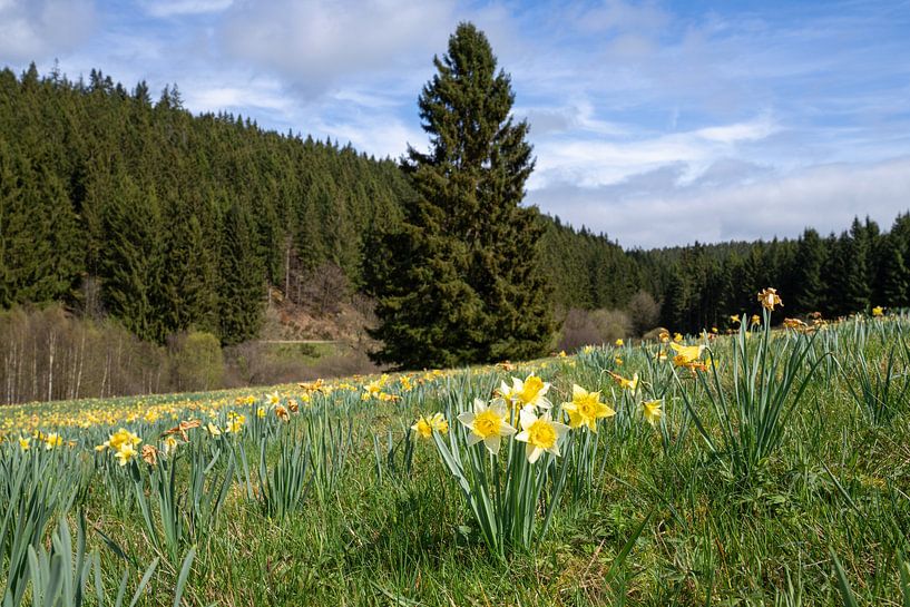 Eifel, Nordrhein-Westfalen, Deutschland von Alexander Ludwig