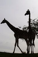 Zwei Giraffen (Giraffa)