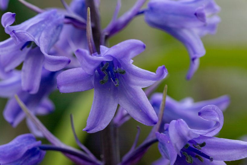 Die bläulichen Blüten von reivilo fotografie