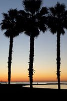 Zonsondergang met palmbomen aan het strand