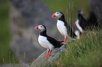Macareux moine ou macareux moine, Fratercula arctica, Norvège