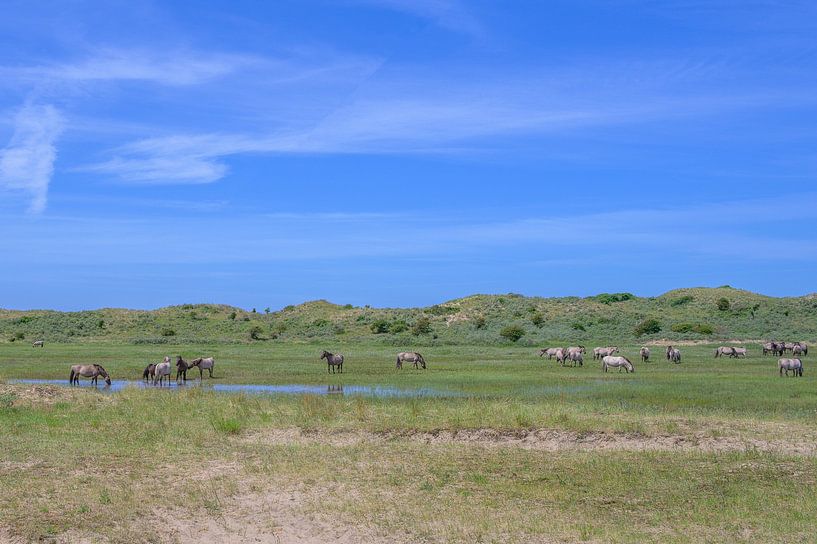 Konik horses in the Kennemer Dunes by Peter Bartelings