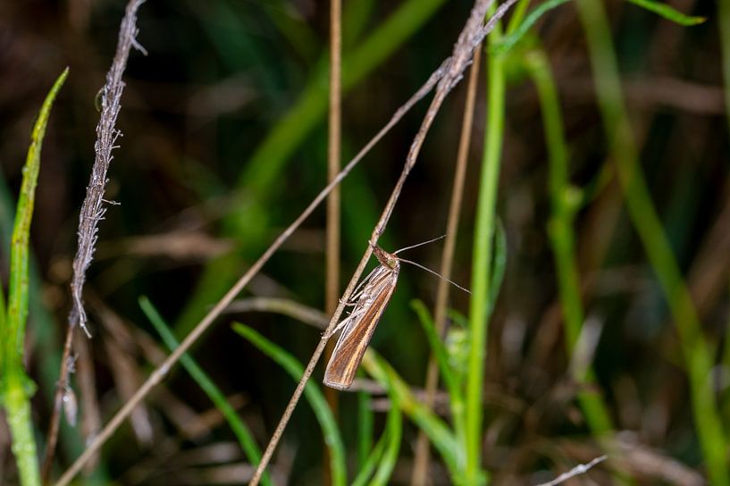 Common grass moth 2 by Kees Goethart