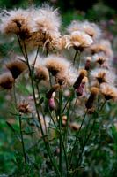 Wild flowers in colour