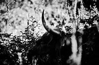 Scottish Highlander in the dunes
