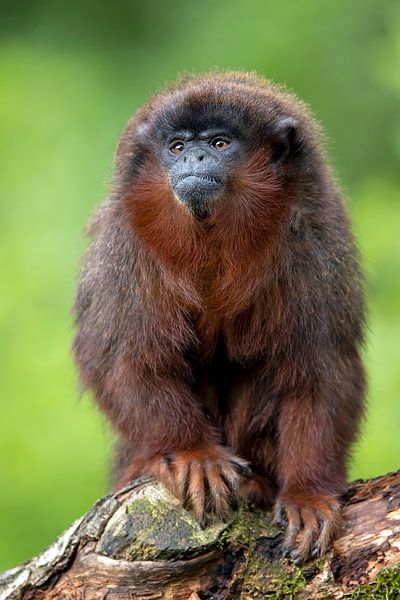 Titi rouge par Edwin Butter