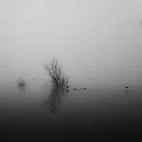 Druten , Veerdam in fog