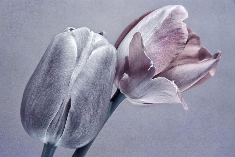 Tulpen par INA FineArt