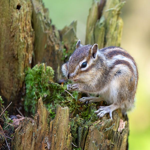 Sibirisches Erdhörnchen von Wilna Thomas