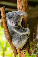 Koala dans l'arbre