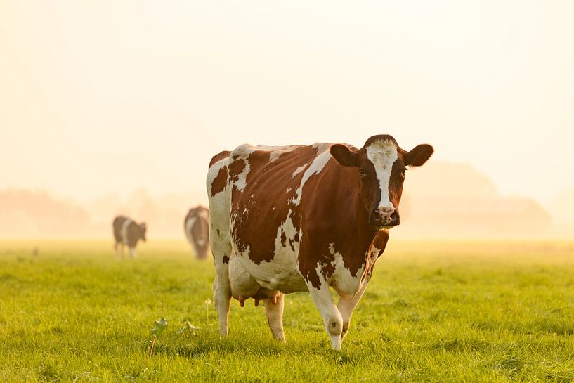 Cows in a meadow during a misty sunrise in the IJsseldelta by Sjoerd van der Wal Photography