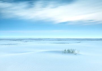 Ripple von Wad of Wonders