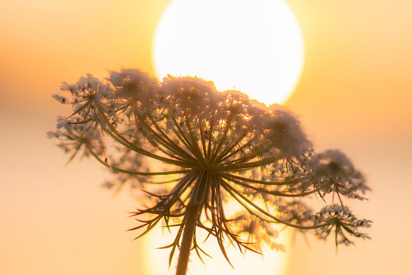 Wilde Karotte im Sonnenlicht von Tania Perneel