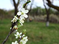 Bloesem in het voorjaar