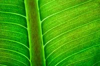Green leaf