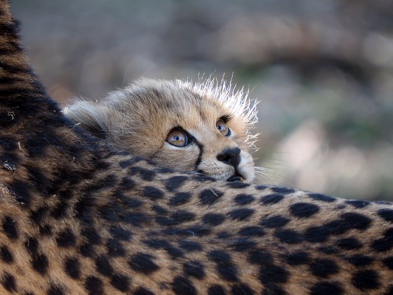 Cheetah  par Edwin Butter