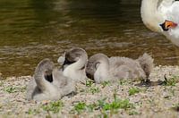 Bébés cygnes, cygne, enfants cygnes