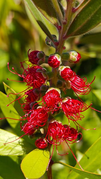 Lampenpoetser,  bottlebrush plant - Callistemon laevis,  par Mark Rademaker