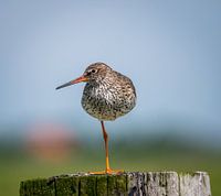 The redshank, a true acrobat