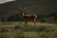 Gardien solitaire des Highlands
