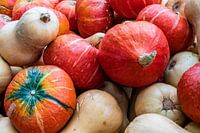 Courges d'Hokkaido et de Butternut