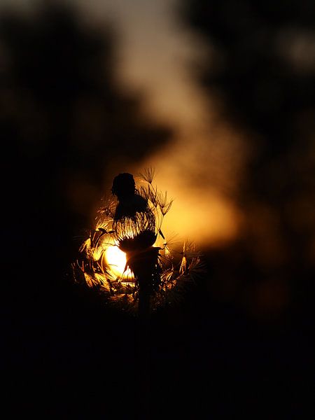 Le centre...... par Miriam Meijer, en pleine campagne.....