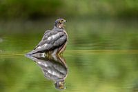 L'épervier en image miroir