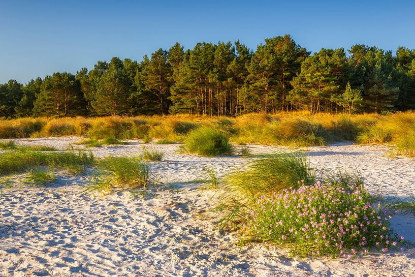 September morning on the North Beach by Daniela Beyer