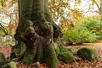 Alter knorriger Baum im Herbst