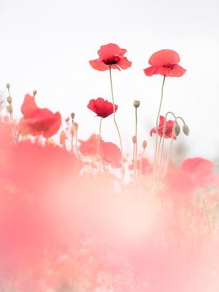 An der Liebe festhalten von Bob Daalder