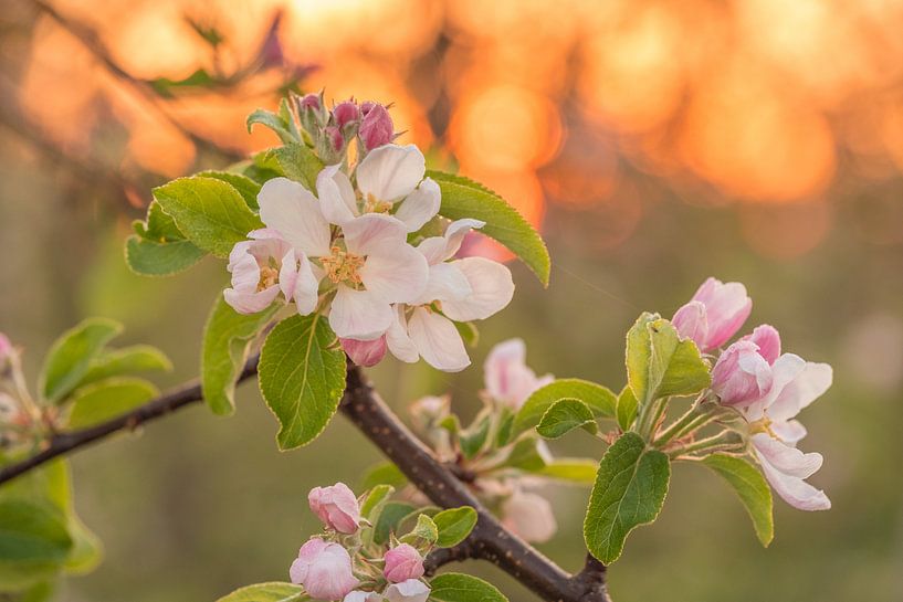 Blüte von Moetwil en van Dijk - Fotografie