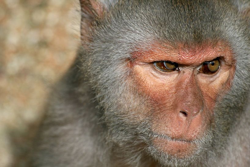 Aap von Martijn Feenstra