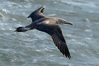 Juvénile Jan van Gent