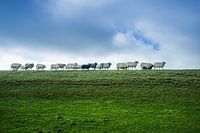 La marche des moutons