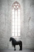 Friesian horse in church