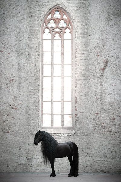 Friesian horse in church by Shirley van Lieshout