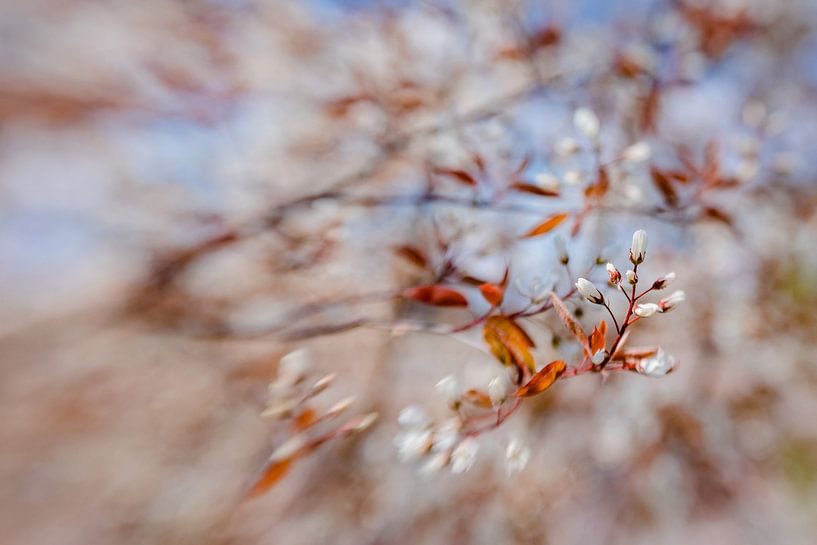 Annonce du printemps par Hiske Boon