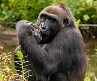 Schimpanse schaut in die Kamera