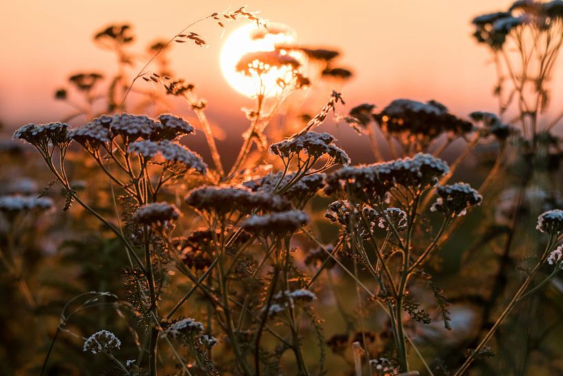 Visible autumn lights von Nildo Scoop