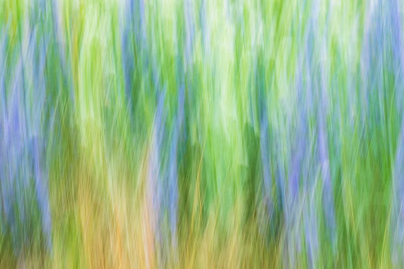 Fleurs différemment par Francis Dost