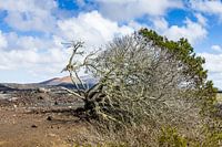 Allein im Wind, Lanzarote