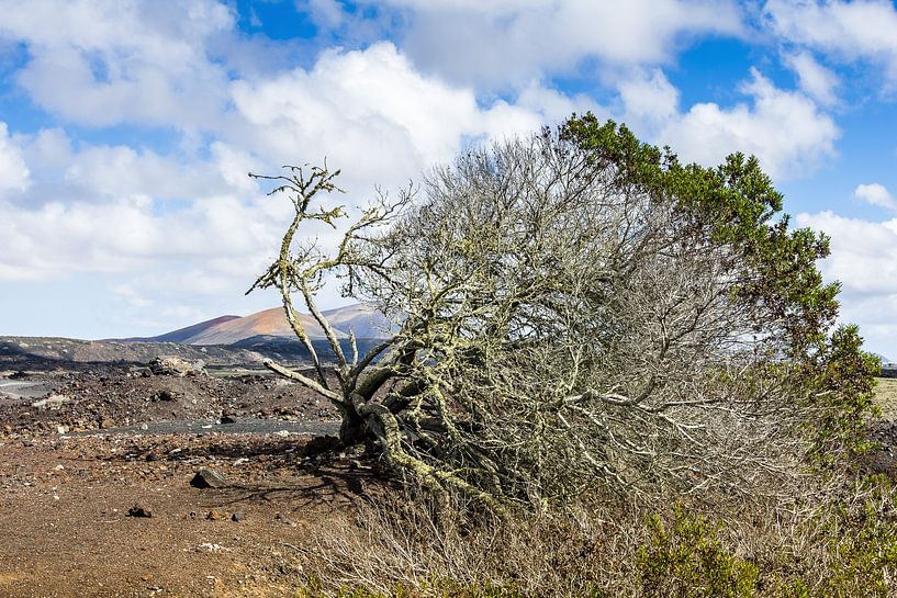 Allein im Wind, Lanzarote von Frank Kuschmierz