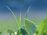 Natur als Nahaufnahme