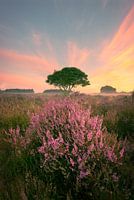 Westerheide Hilversum