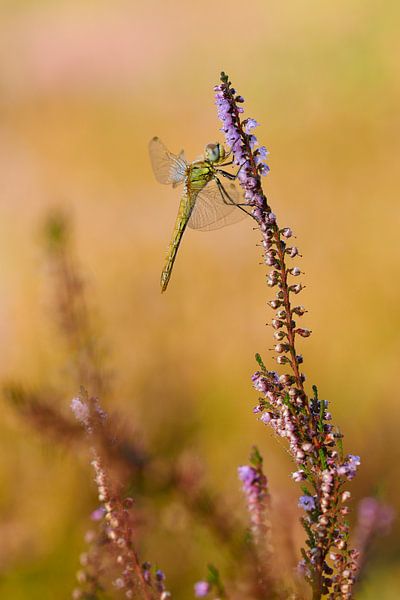 zwervende heidelibel par Francois Debets