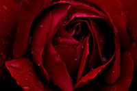 Rote Rose