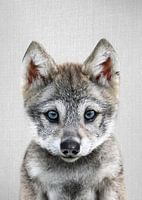 Baby-Wolf