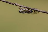 Provencal cicada ( Lyristes plebejus )