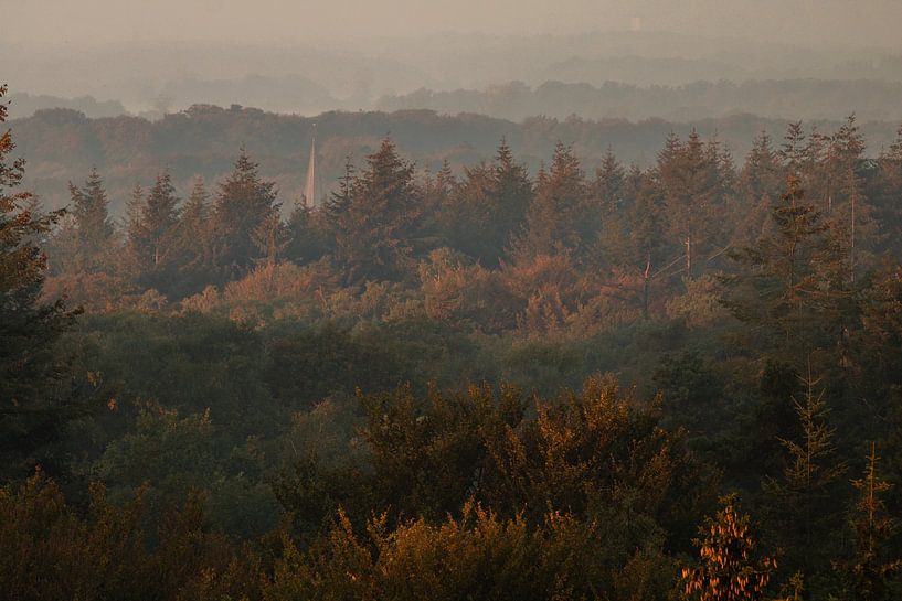 Dorn, Kaapse Bossen von Lisa Antoinette Photography