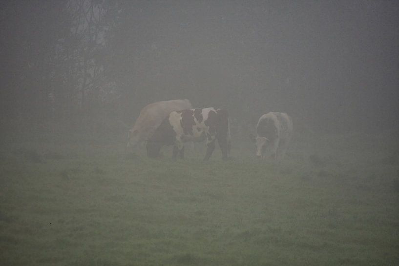Koeien in de herfstmist van Jurjen Jan Snikkenburg